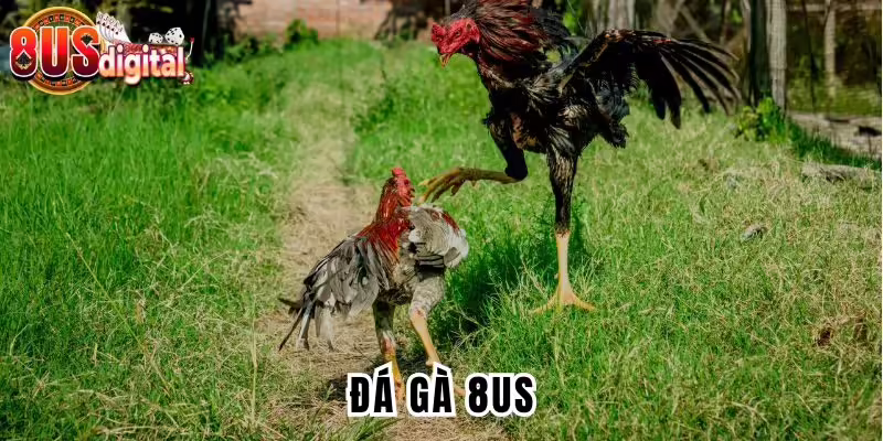 đá gà 8US